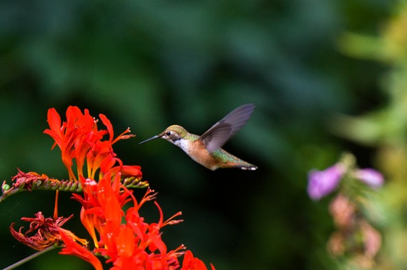 Hummingbird photo by Greg Harris